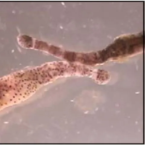 thumbnail for publication: Common Freshwater Fish Parasites Pictorial Guide: Acanthocephalans, Cestodes, Leeches, & Pentastomes